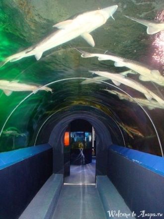 Самым зрелищным является тоннельный аква