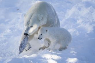 Арктический зоопарк Рануа. Белые медведи