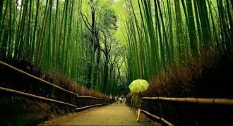 Дорожки в бамбуковом лесу Сагано.