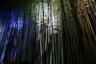 Бамбуковый лес Сагано ночью.