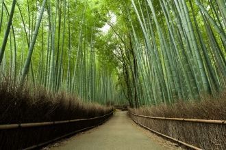 Бамбуковый лес Сагано, Япония.