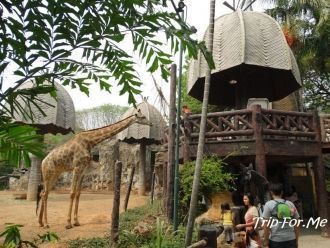 Жирафы находятся очень близко к посетите
