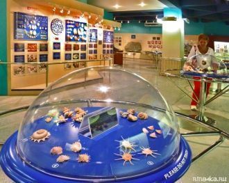 Музей Морских Раковин или Phuket Seashel