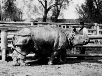 Панцирный носорог, один из первых обитат