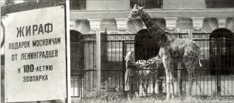 1960-е годы, жираф в Зоопарке