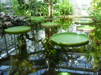 Лилии в Женевском ботаническом саду.