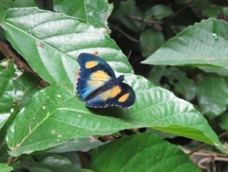 Бабочка в национальном парке Какум.