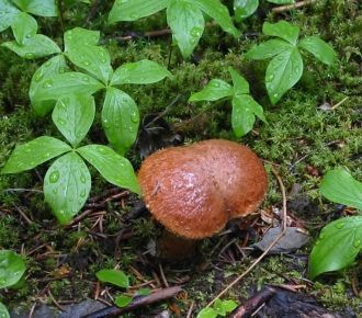 Многие виды грибов процветать в густых л