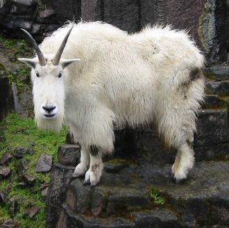 Mountain Goats часто посещают высокие вы