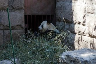 Гигантская панда - один из символов Кита