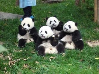 Дом панды - самое популярное место среди
