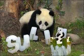 Панда Су Линь, родившаяся в зоопарке Сан