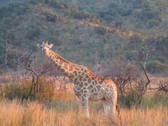 Пиланесберг. Национальный парк, жираф.