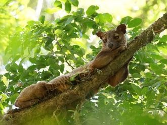 Животный мир Мадагаскара необычайно бога