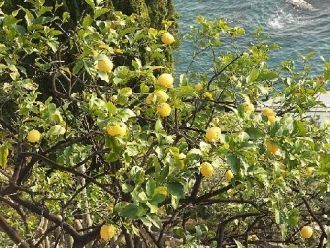 Ежегодно уникальный лимонный лес посещае