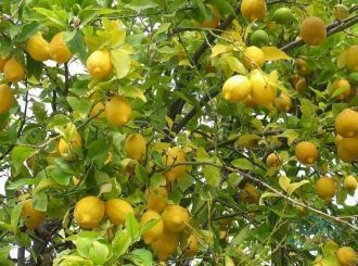 Растут в этом великолепном лесу лимонные