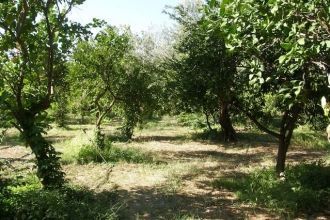 Лемонодасос - густой лес с лимонными дер