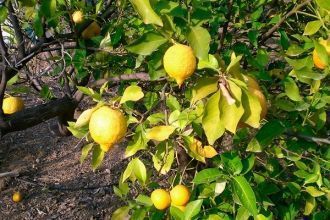 Лимонный лес Лемонодасос - главная досто