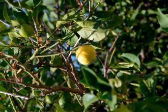 По мере приближения к лимонной роще можн