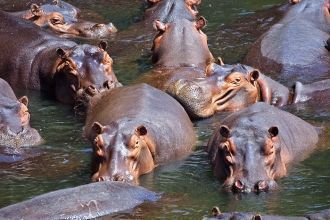 Бегемоты в озере Бангвеулу.