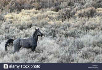 Черная лошадь в пустыне Ойвахи.