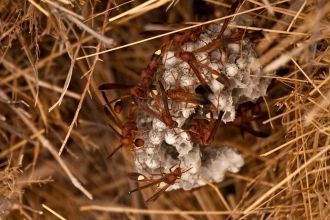 Насекомые Калахари: муравьи, жужелицы, о