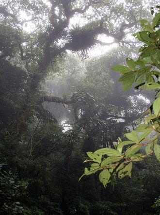 Облачный лес Монтеверде покрыт густым ут