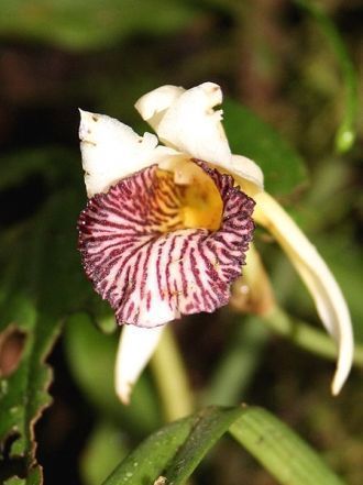 Эпифитная орхидея  Монтеверде.