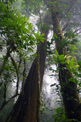 Облачный лес- биологический заповедник, 