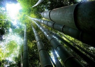 Крона бамбукового леса.
