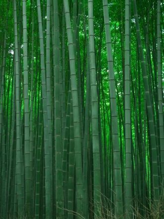 Самые большие стебли бамбука достигают 4