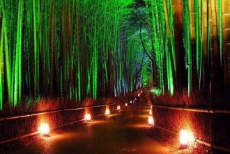 Ночью дорожки бамбукового леса подсвечив