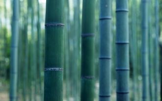 в Японии уверяют, что деревья бамбука мо