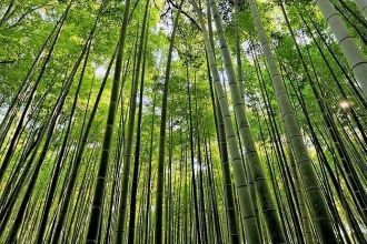 Лес Сагано в Японии занимает площадь в б
