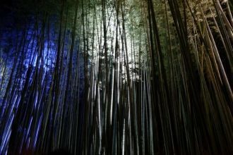 Бамбуковый лес в вечернем свете.