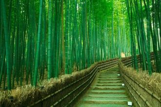 Тысячи бамбуковых деревьев наполняют лес