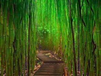 Одна из дорожек бамбукового леса Сагано.