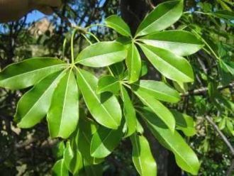 Молодые листья баобаба используются в ка