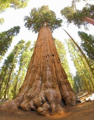 Самое большое дерево в мире произрастает
