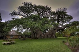 Местонахождение этого дерева- Южная Афри
