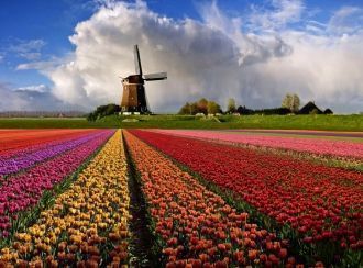 Большинство ферм тюльпанов в Голландии р