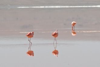 Фламинго особенно красивы на рассвете, в
