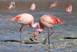 Среди них редкий вид фламинго — фламинго