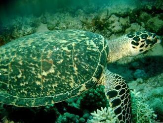 Зеленая черепаха – еще один вид морских 