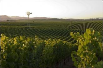 На 14000 га виноградников долины Напа в 