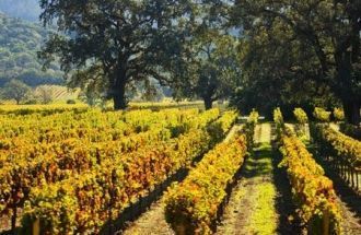 Традиции виноградарства в Калифорнии был