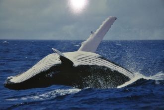 Полосатиковый кит в водах Южного Океана.