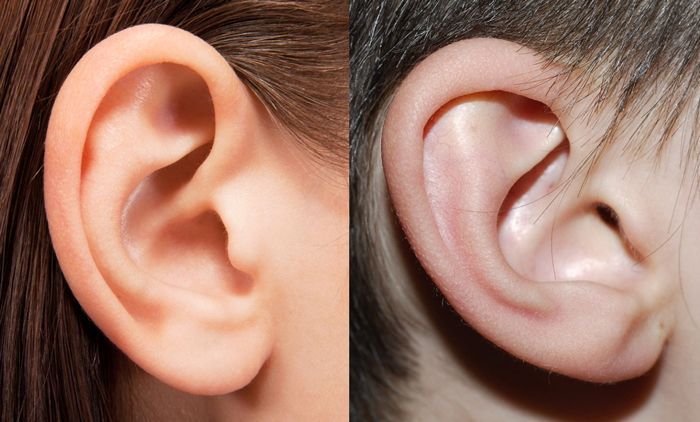 мужское и женское ухо устроено одинаково