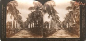 Аллея Королевских пальм, до 1917