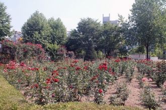 Розы в парке Вонджу.